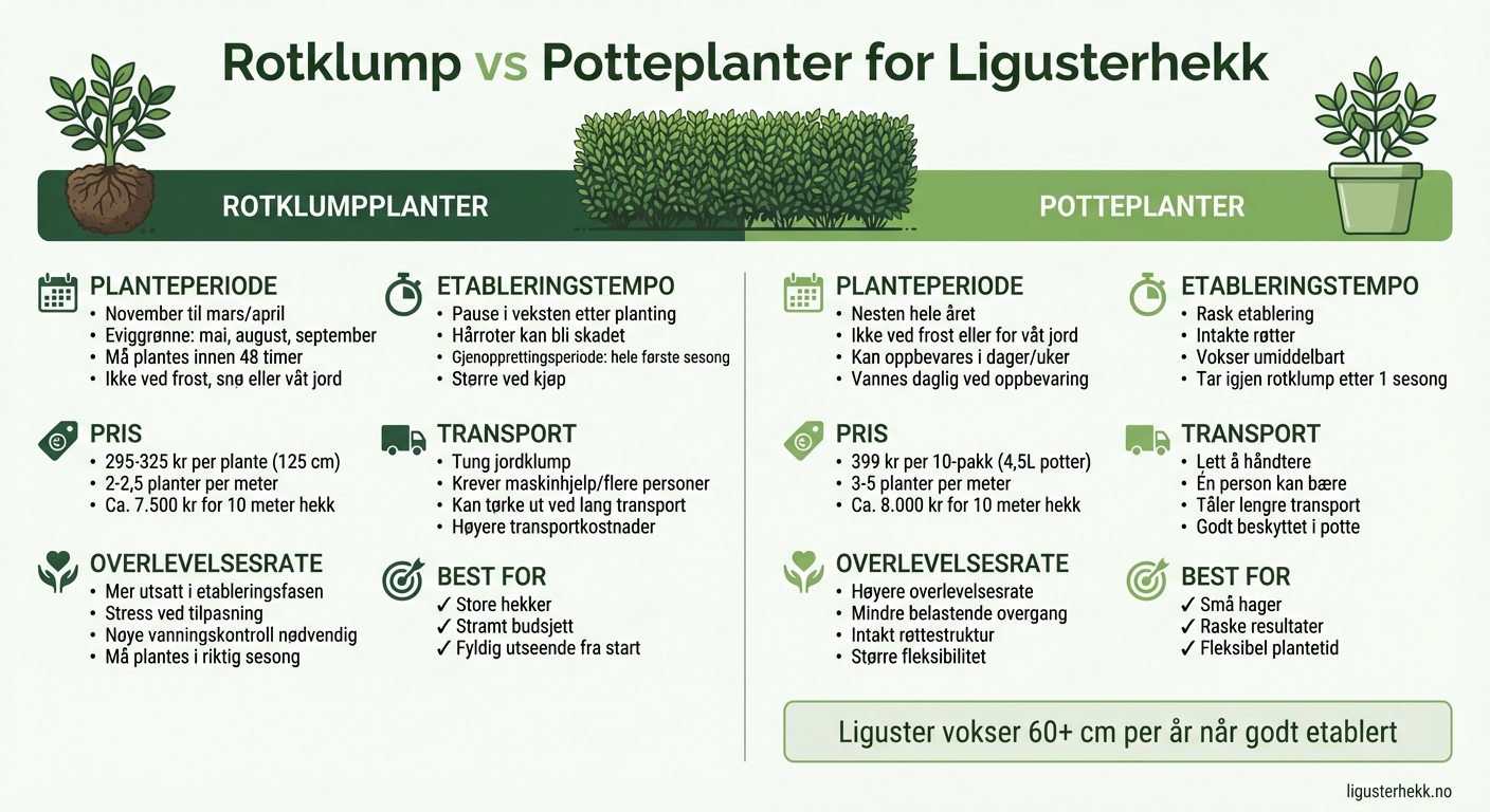 Rotklump vs potteplanter for ligusterhekk - sammenligning av egenskaper og kostnader