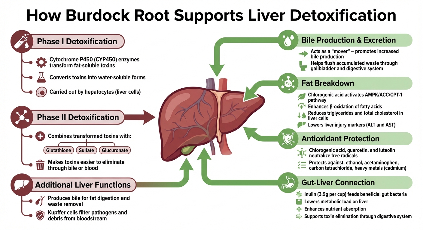 How Burdock Root Supports Liver Detoxification Process