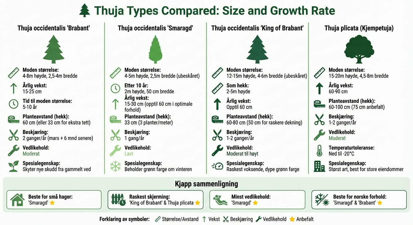 Sammenligning av 4 thujasorter: størrelse, veksthastighet og vedlikeholdsbehov