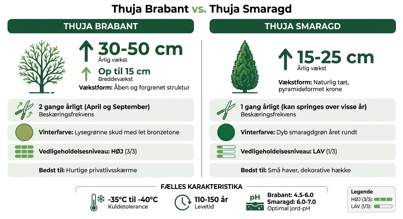 Thuja Brabant vs Smaragd vækstsammenligning og plejevejledning
