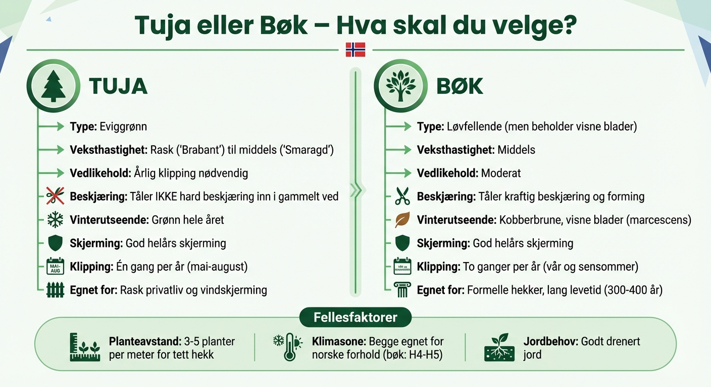 Sammenligning av tuja og bøk som hekkeplanter i Norge