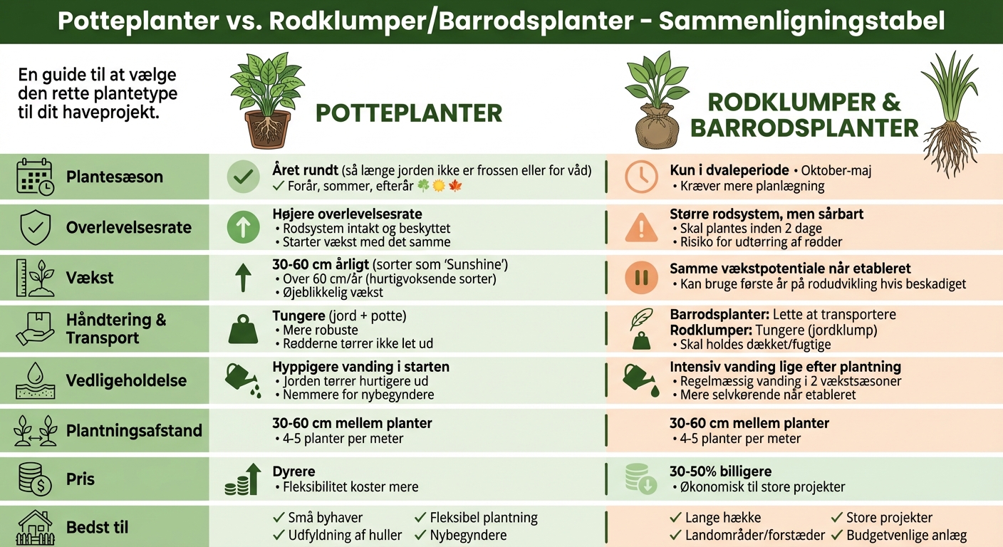 Sammenligning af potteplanter vs rodklumper til ligusterhæk