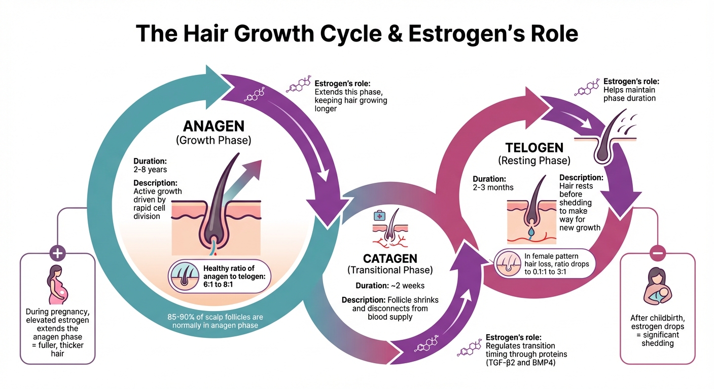 How Estrogen Affects the Hair Growth Cycle: 3 Phases Explained