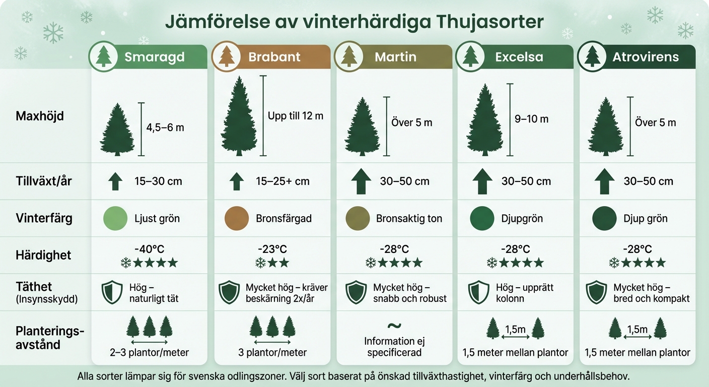 Jämförelse av vinterhärdiga thuja-sorter för svenska trädgårdar