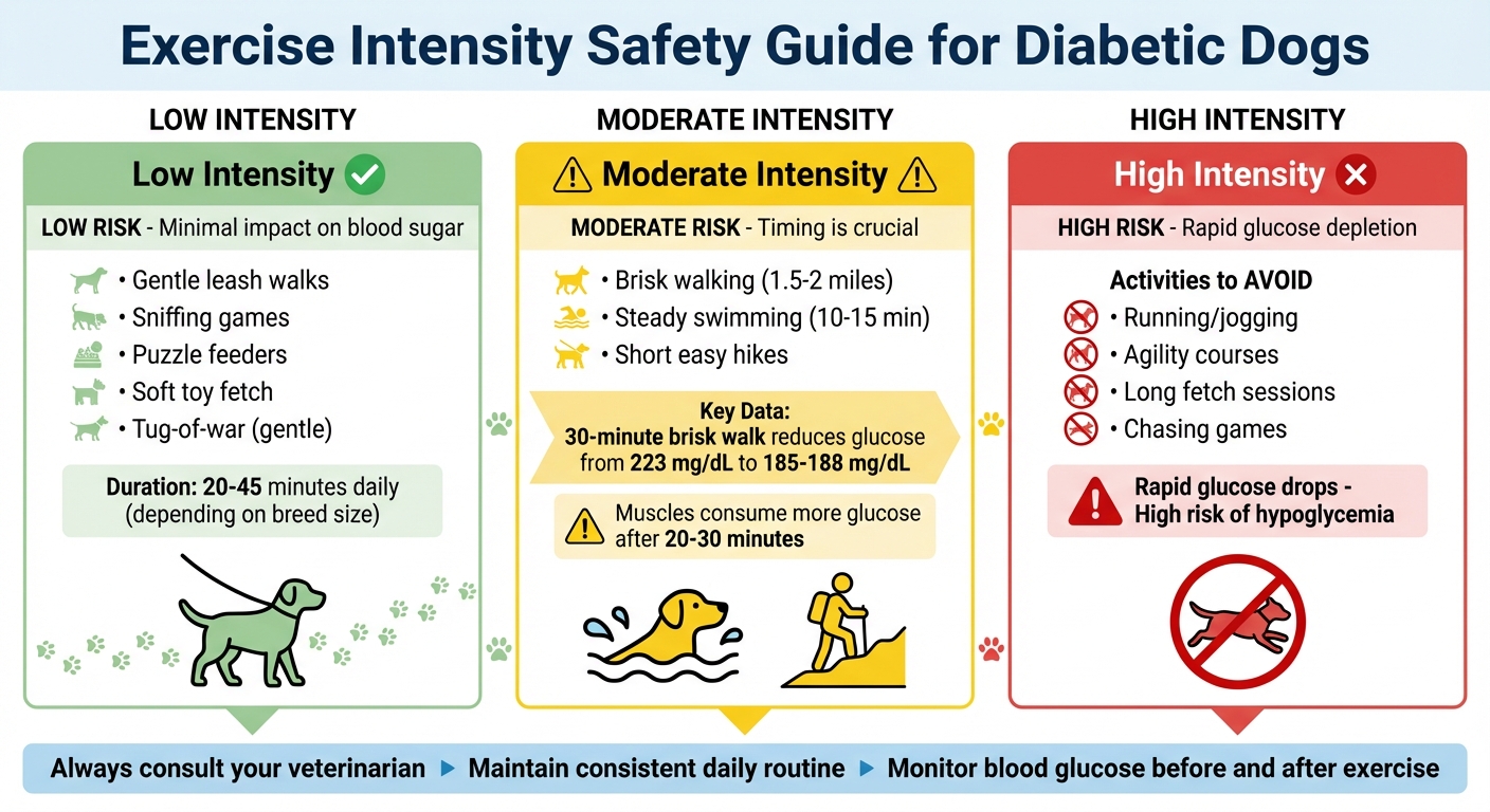 Exercise Intensity Safety Guide for Diabetic Dogs