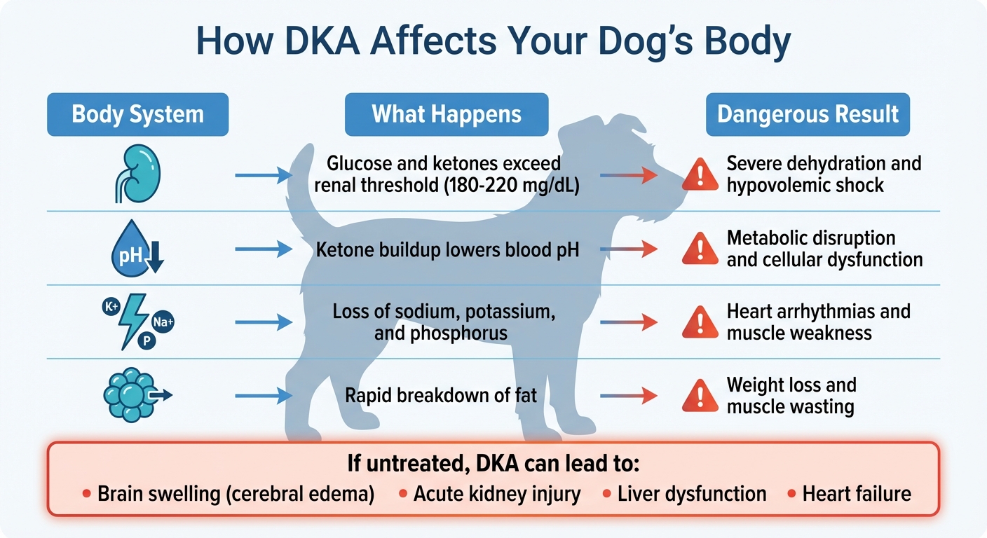 How Diabetic Ketoacidosis Affects Small Dogs' Body Systems