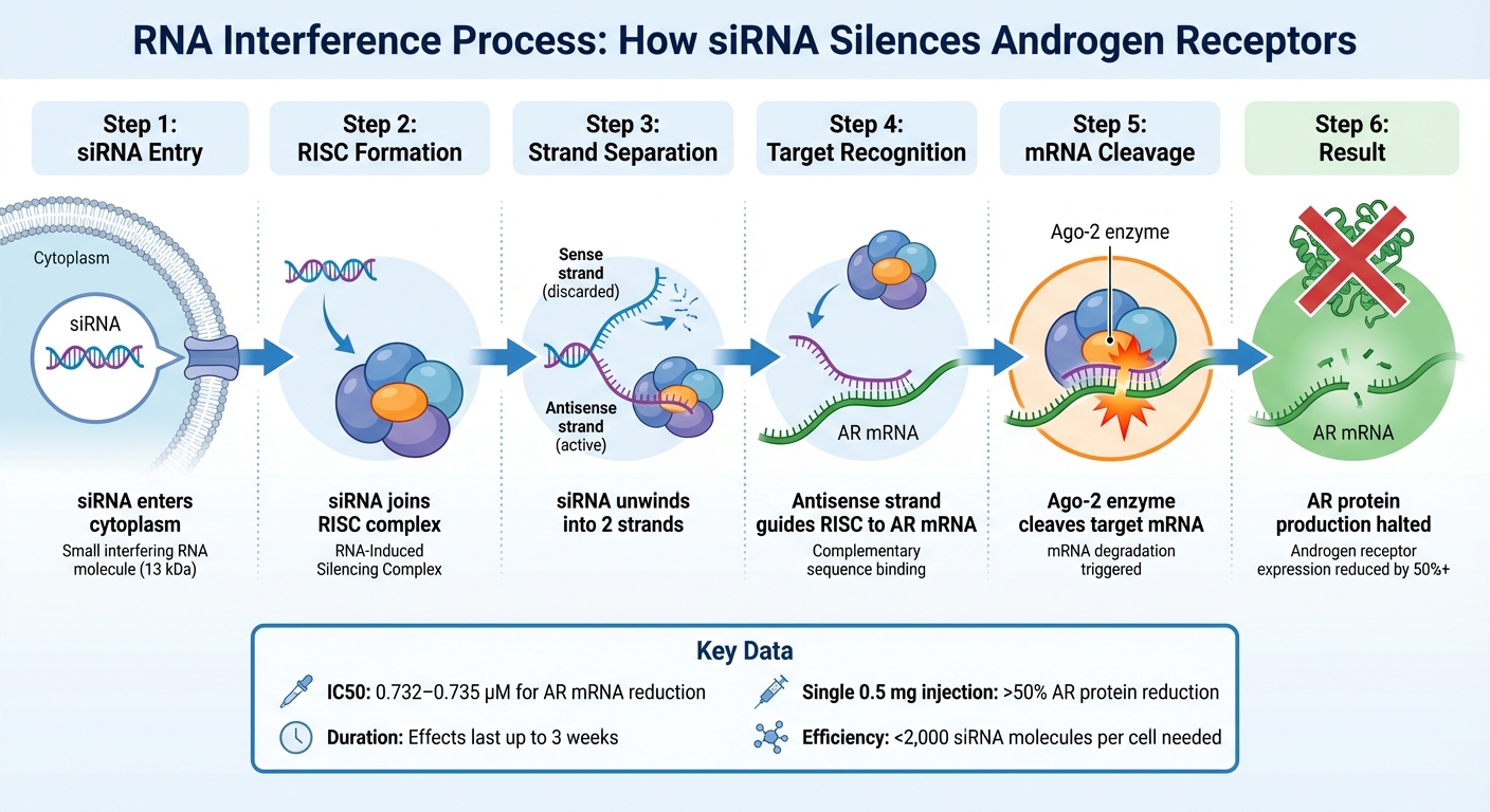 How siRNA Silences Androgen Receptors Through RNA Interference
