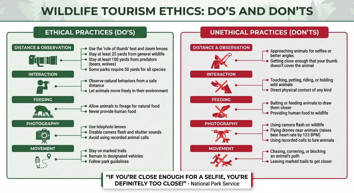 Wildlife Tourism Ethics: Do's and Don'ts for Responsible Animal Encounters