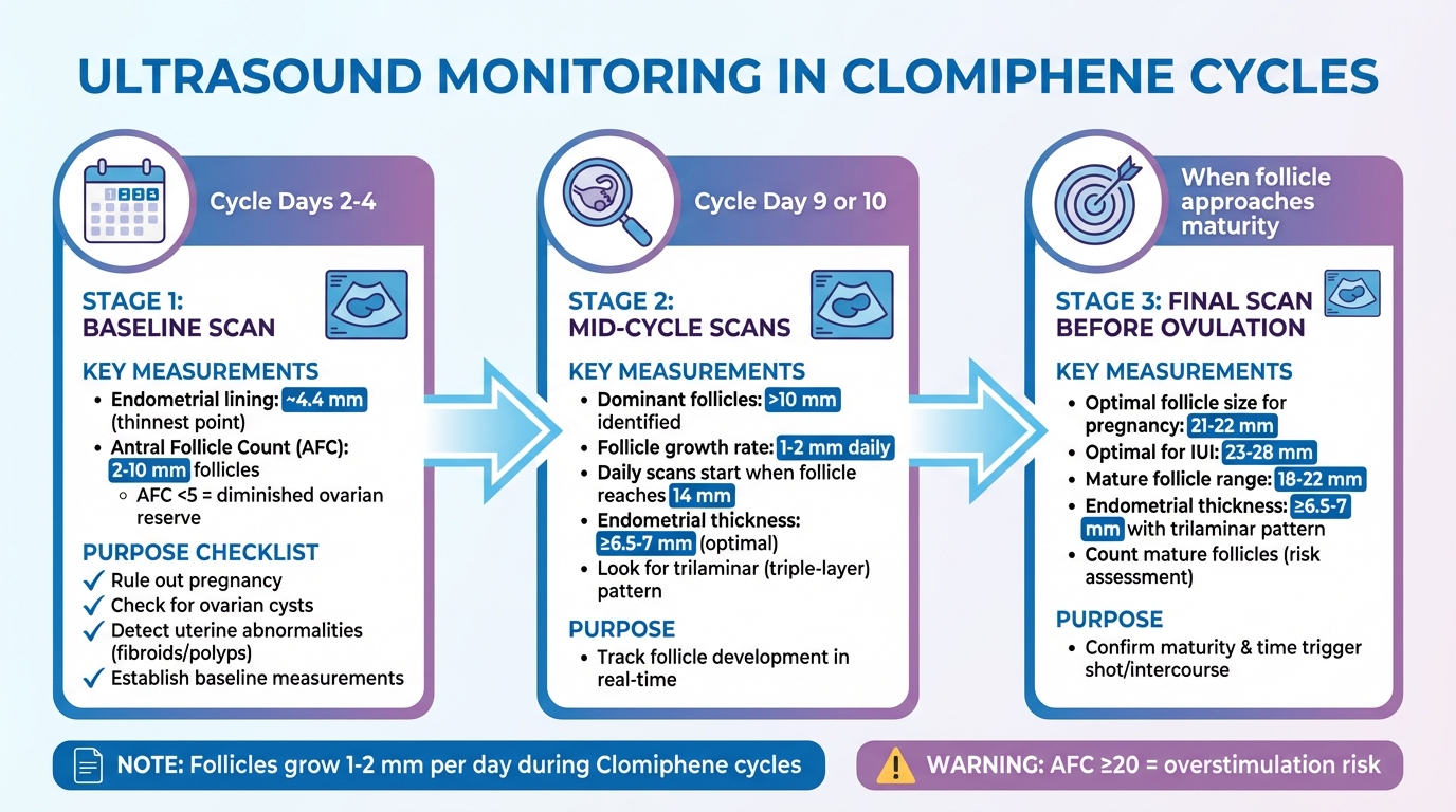 Ultrasound Monitoring Timeline During Clomiphene Cycles