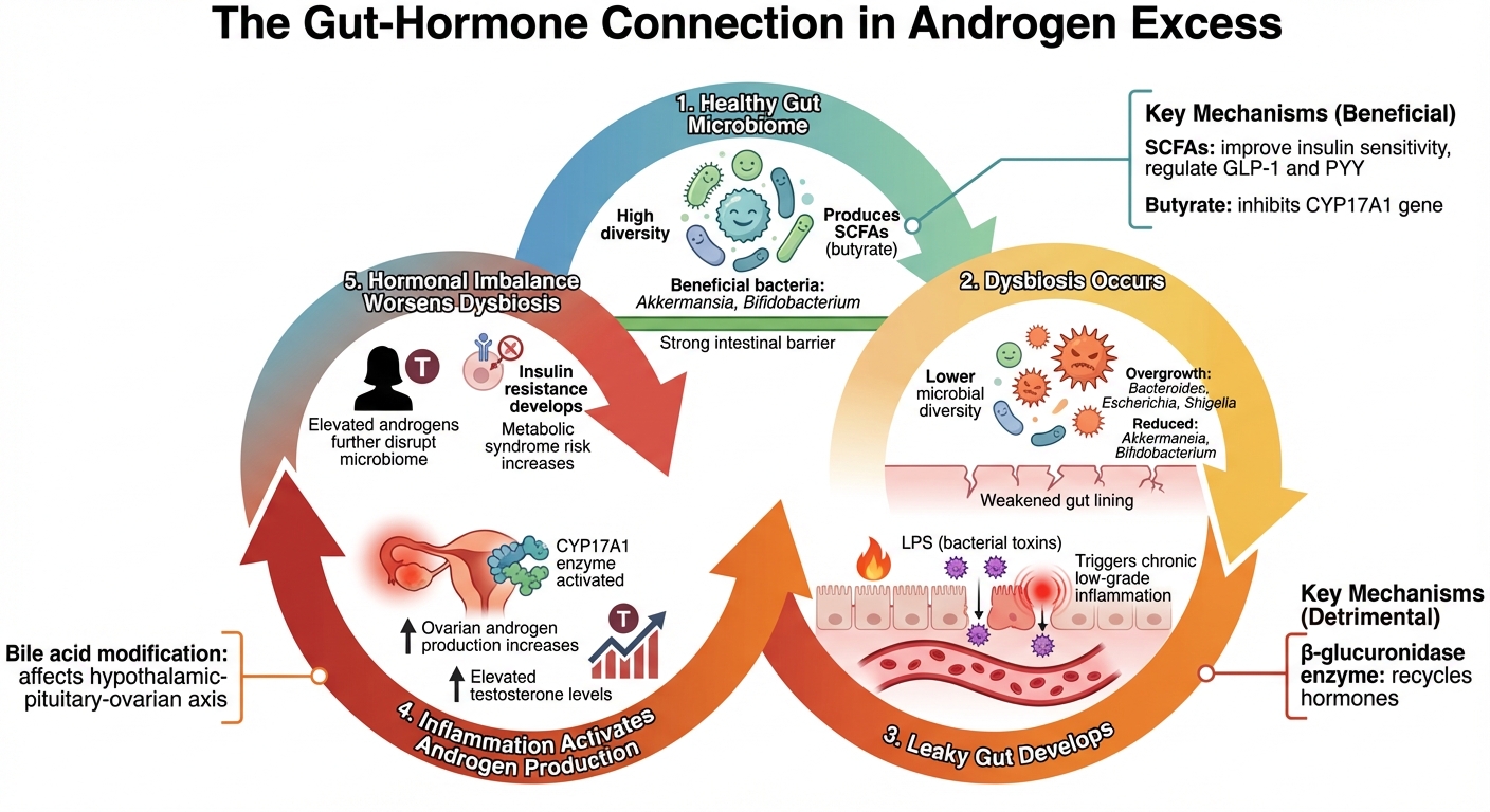 How Gut Microbiome Affects Androgen Levels: The Dysbiosis-Hormone Cycle