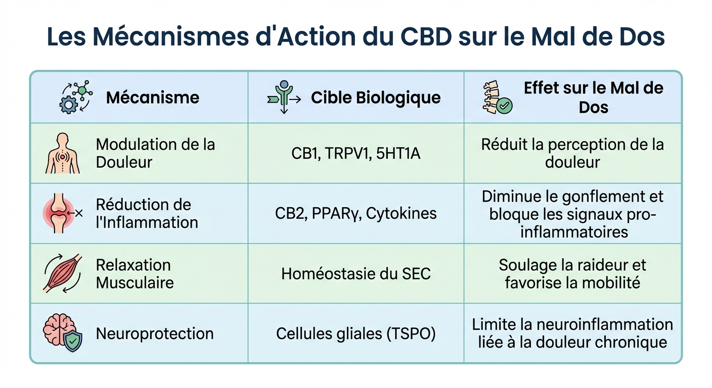 Mécanismes d'action du CBD contre le mal de dos chronique