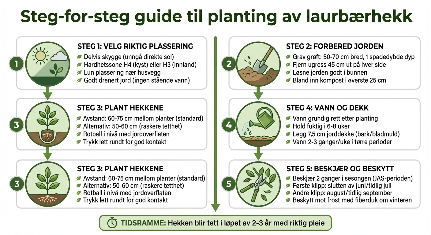 Steg-for-steg guide til planting av laurbærhekk