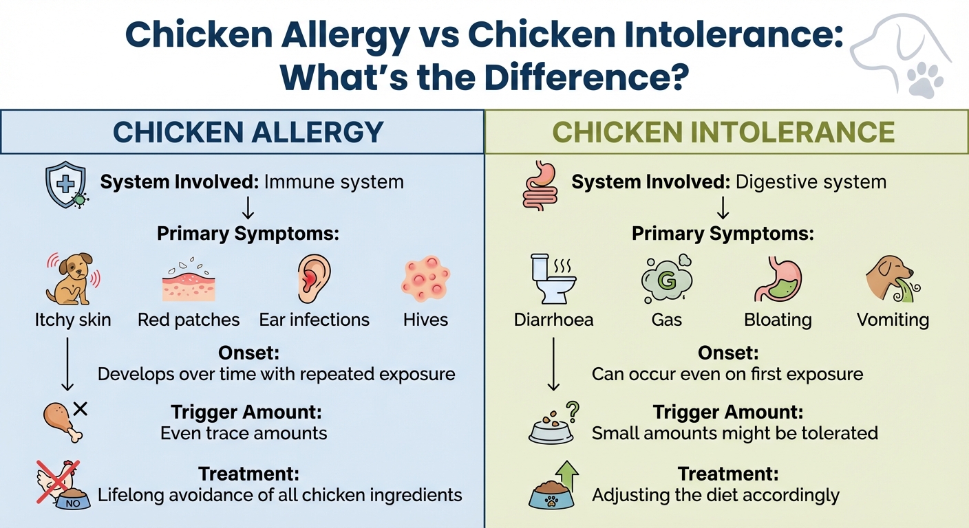 Chicken Allergy vs Intolerance in Dogs: Key Differences