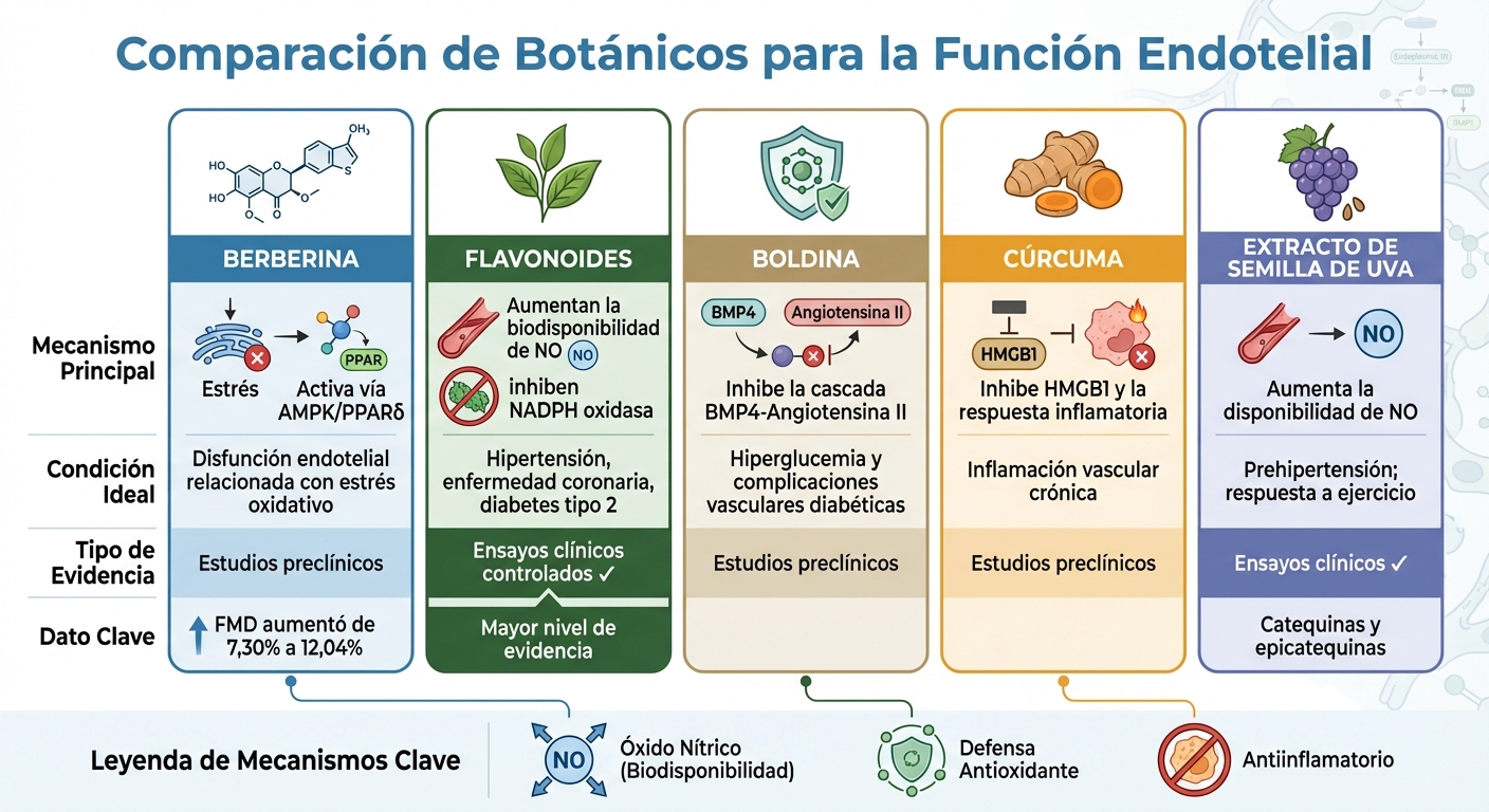 Comparación de compuestos botánicos para la función endotelial: mecanismos y evidencia científica