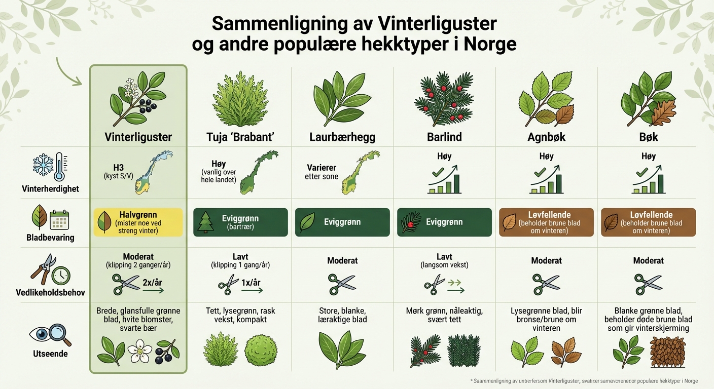 Sammenligning av vinterliguster og andre populære hekktyper i Norge