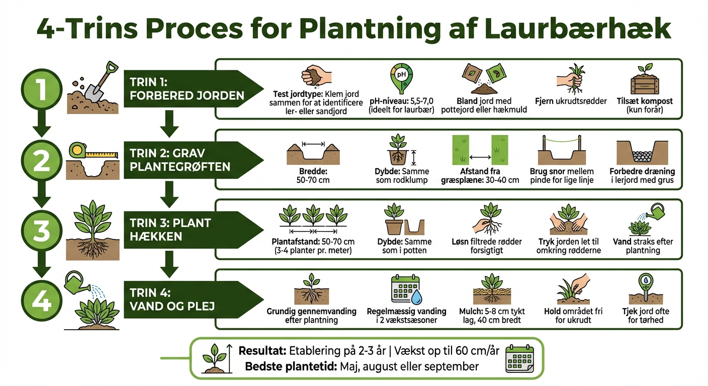 4 trin til at plante laurbærhæk korrekt