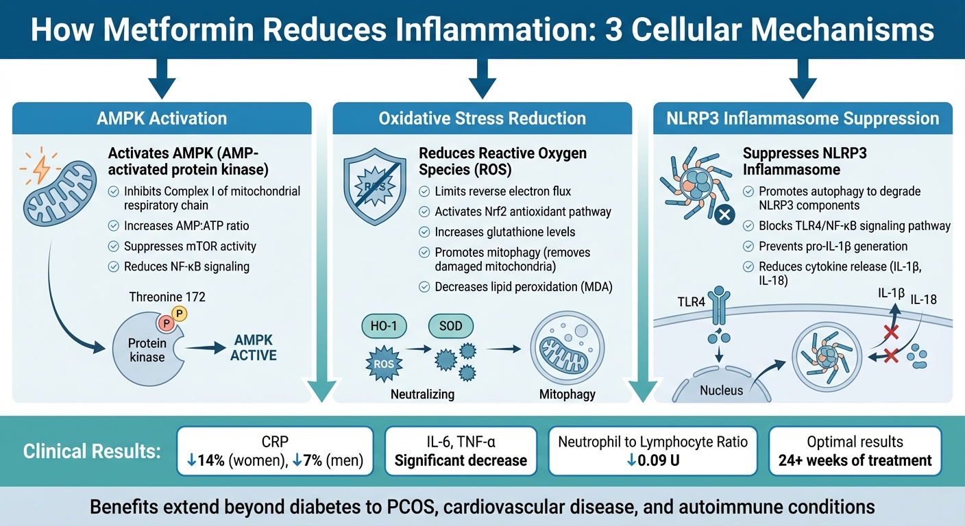 How Metformin Reduces Inflammation: 3 Cellular Mechanisms