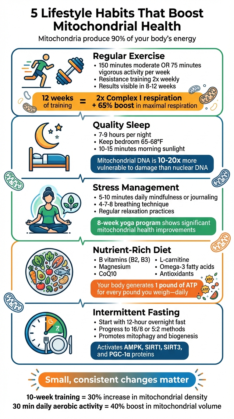 5 Lifestyle Habits That Boost Mitochondrial Health