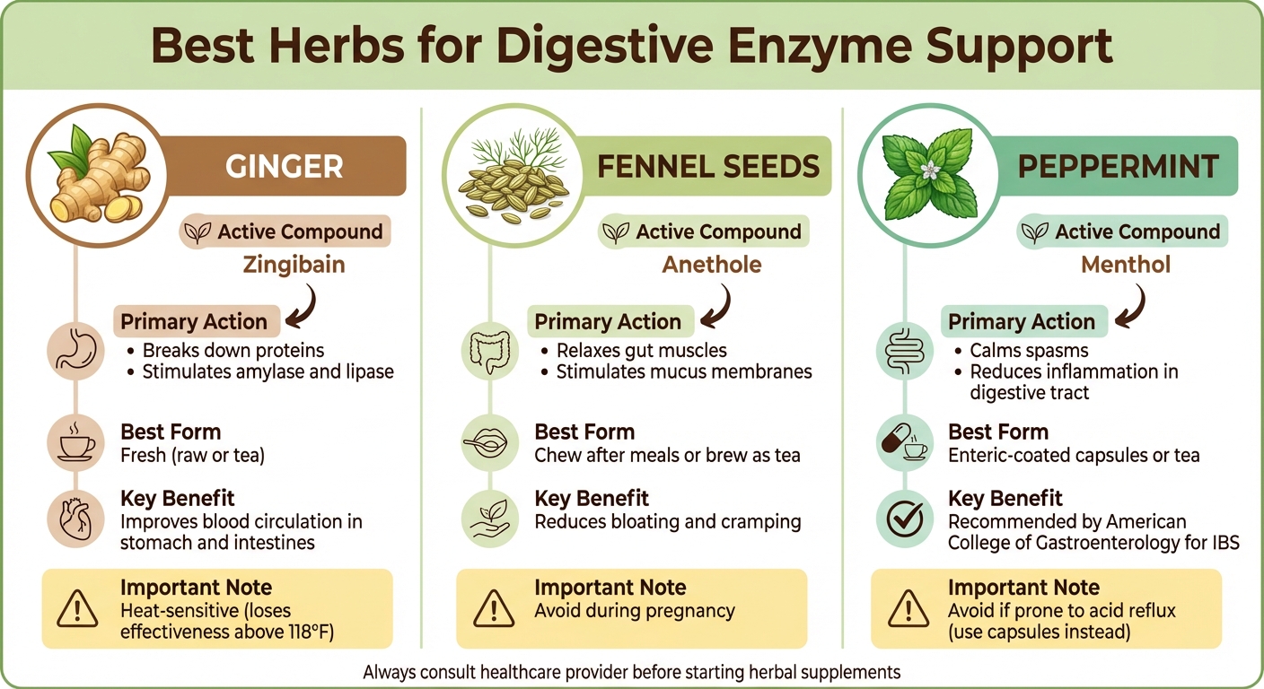 Top 3 Herbs for Digestive Enzyme Support: Active Compounds and Benefits