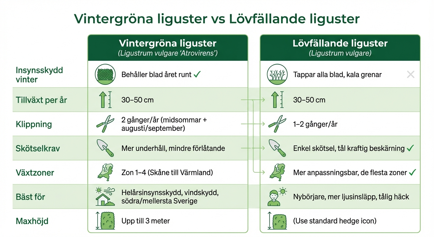 Vintergröna vs lövfällande liguster jämförelse