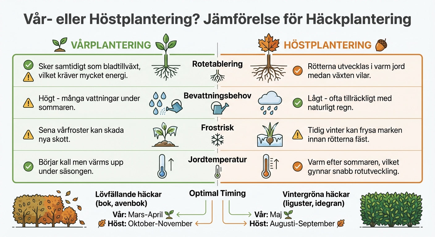 Jämförelse vår- och höstplantering av häck i Sverige