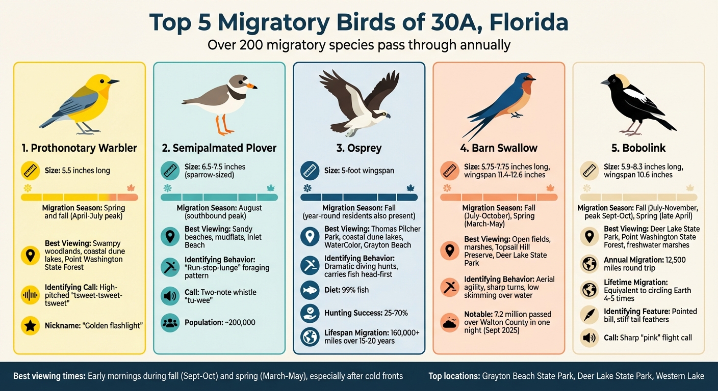 Top 5 Migratory Bird Species of 30A Florida: Identification Guide