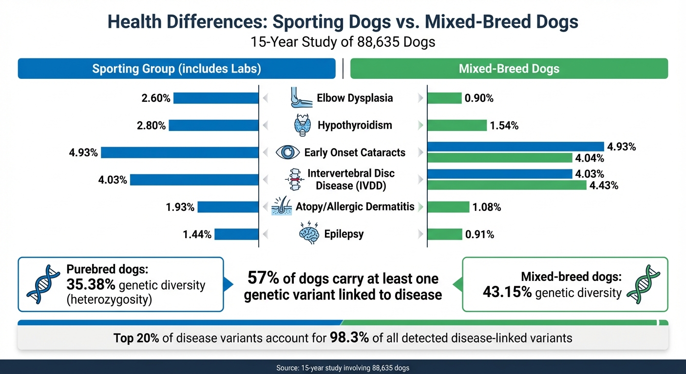 Health Condition Prevalence: Sporting Dogs vs Mixed-Breed Dogs Comparison