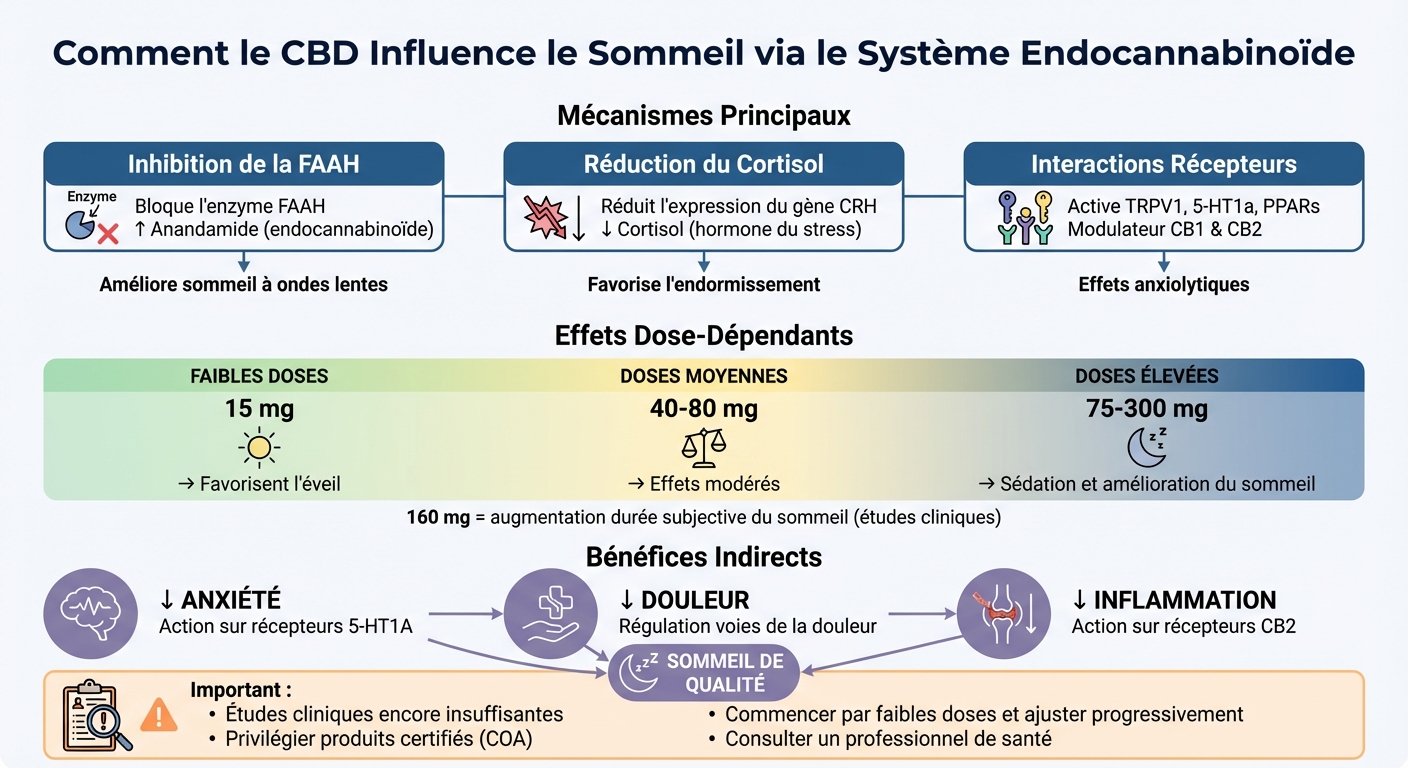 Comment le CBD agit sur le système endocannabinoïde pour améliorer le sommeil