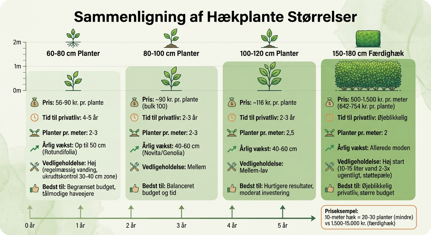 Sammenligning af hækplantestørrelser: pris, tid og vedligeholdelse