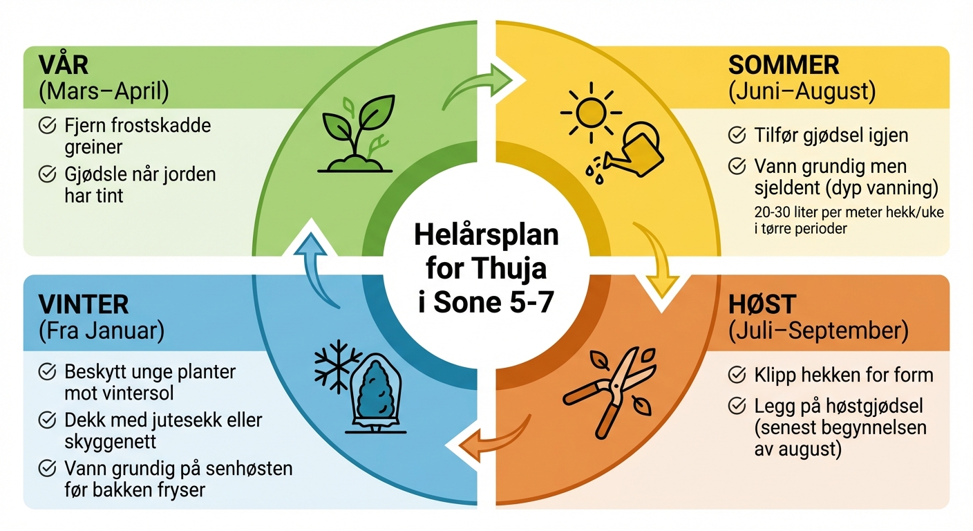 Helårsplan for stell av thuja i hardførhetssone 5-7