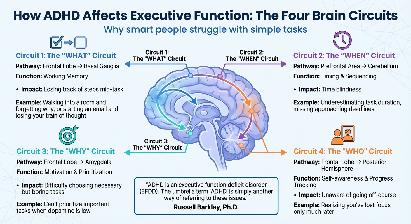 How ADHD Affects Executive Function: The Four Brain Circuits
