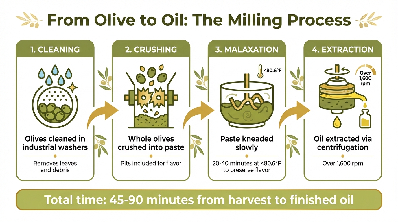 Olive Oil Milling Process: From Harvest to Bottle