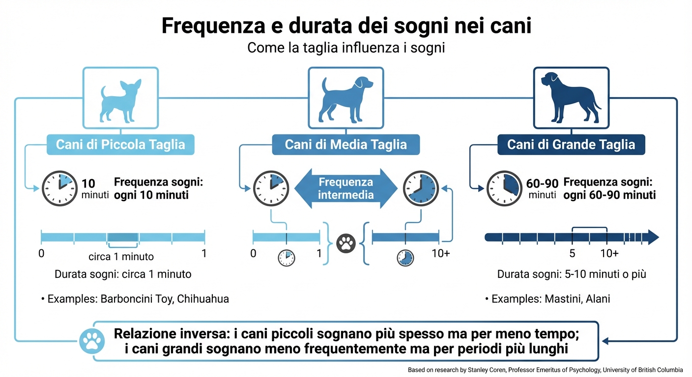 Frequenza e durata dei sogni nei cani in base alla taglia
