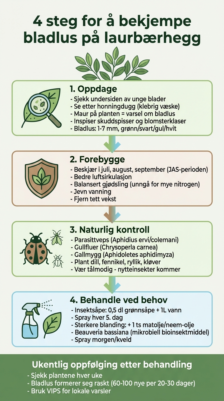 Steg-for-steg guide til å fjerne bladlus fra laurbærhegg