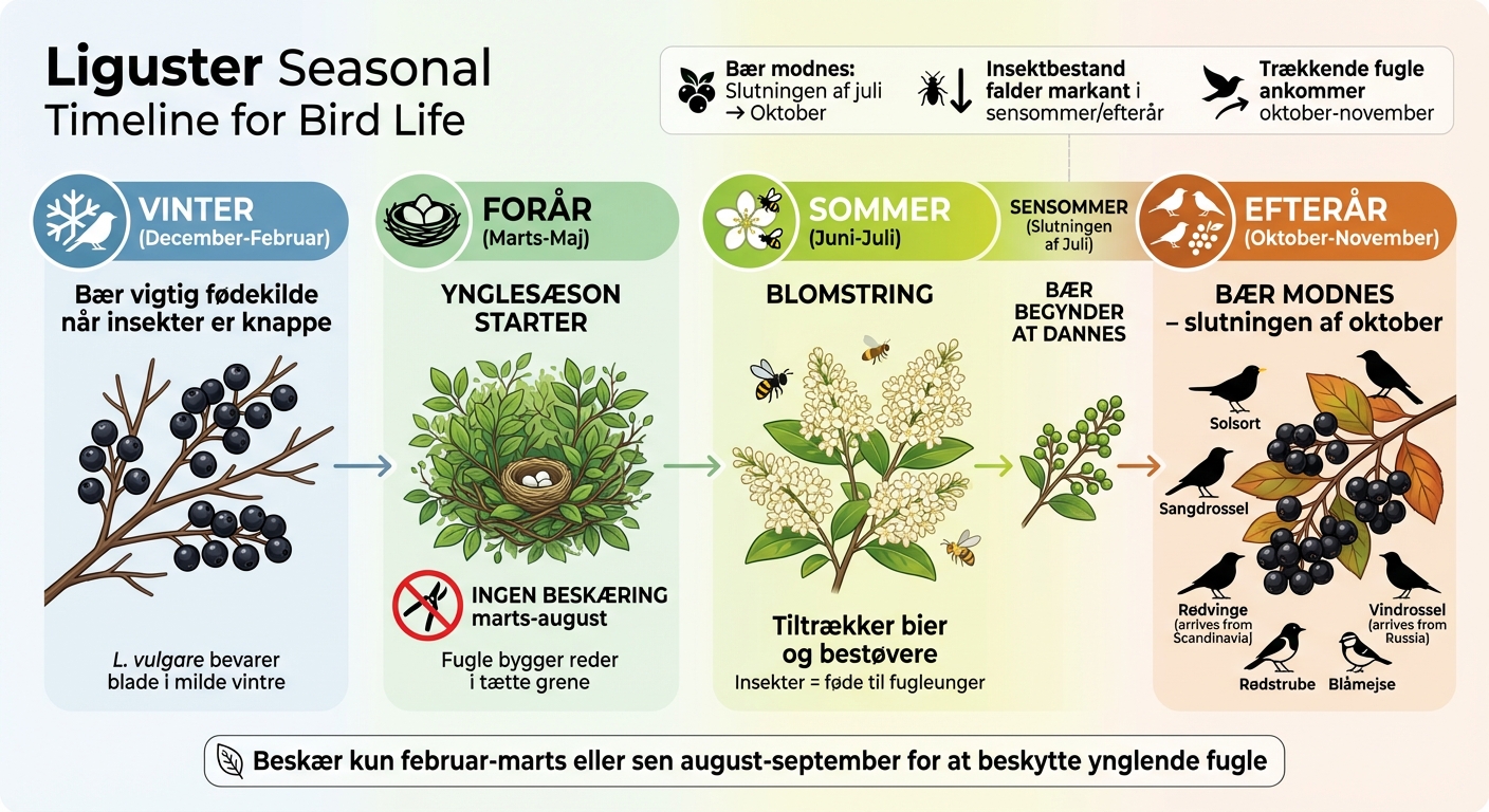 Liguster årskalender: Blomstring, bærmodning og fugleliv gennem sæsonerne