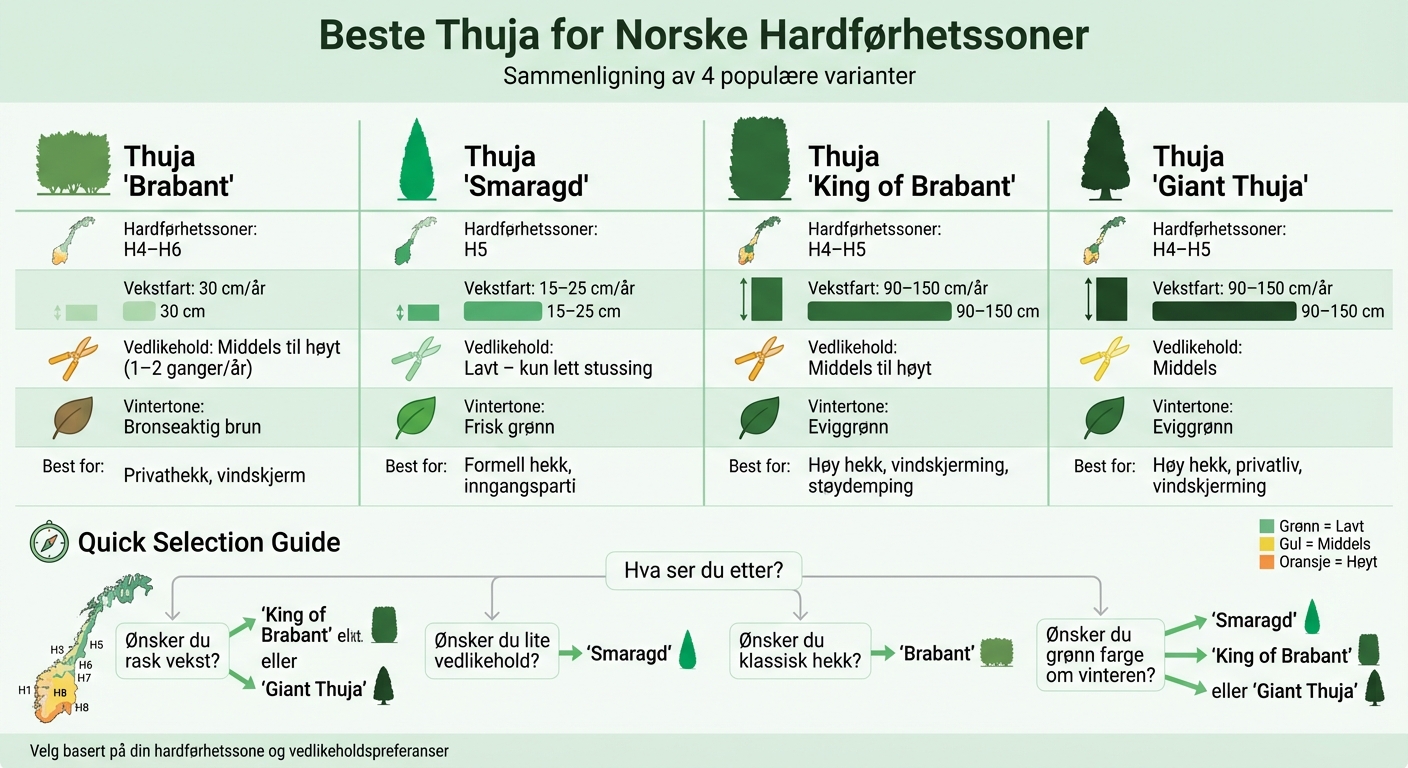 Sammenligning av thuja-sorter for norske hager: vekst, hardførhet og vedlikehold