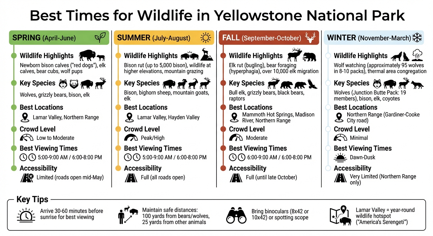 Yellowstone Wildlife Viewing Guide by Season: Best Times, Animals, and Locations