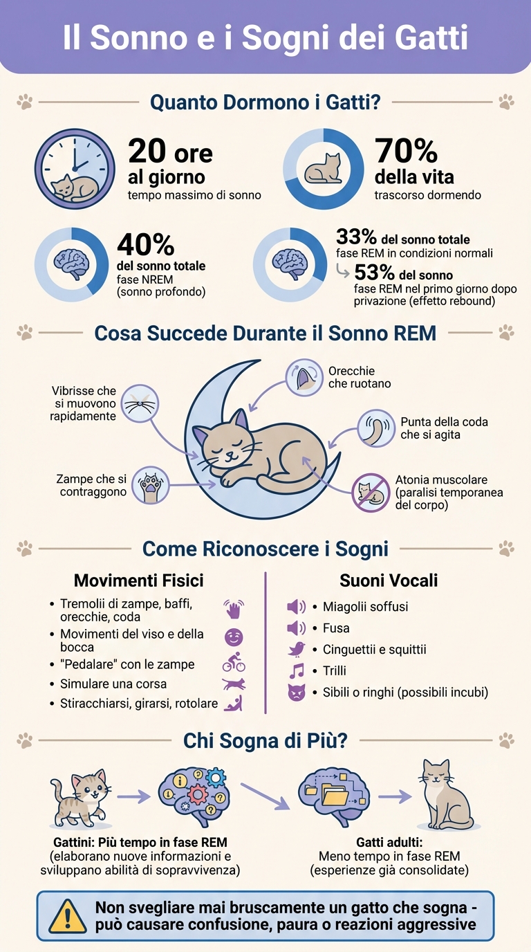 Fasi del sonno nei gatti: statistiche e comportamenti REM