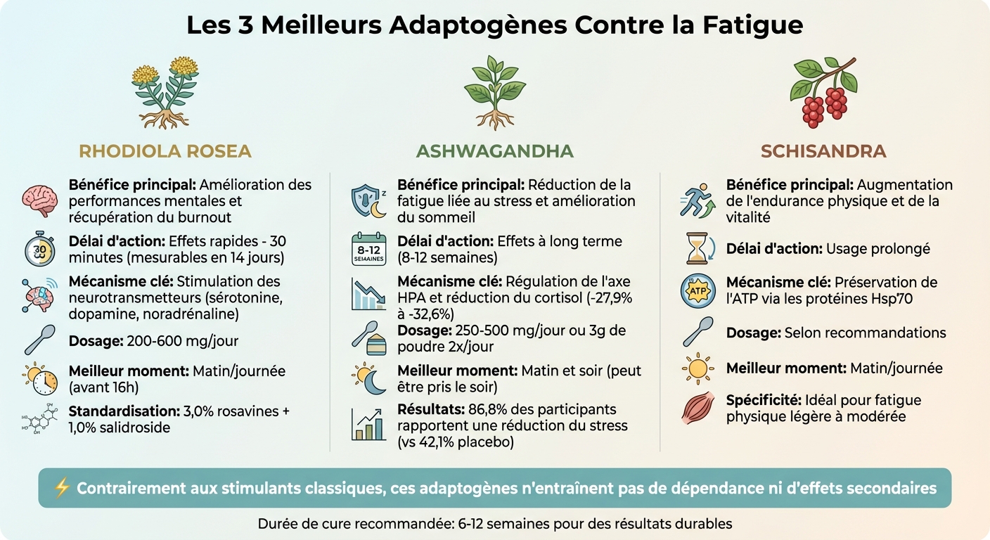 Comparaison des 3 meilleurs adaptogènes contre la fatigue : Rhodiola, Ashwagandha et Schisandra