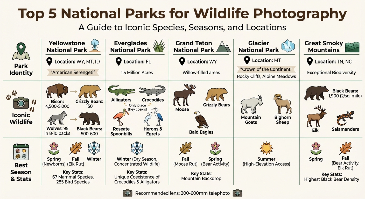 Top 5 National Parks for Wildlife Photography: Species and Best Seasons