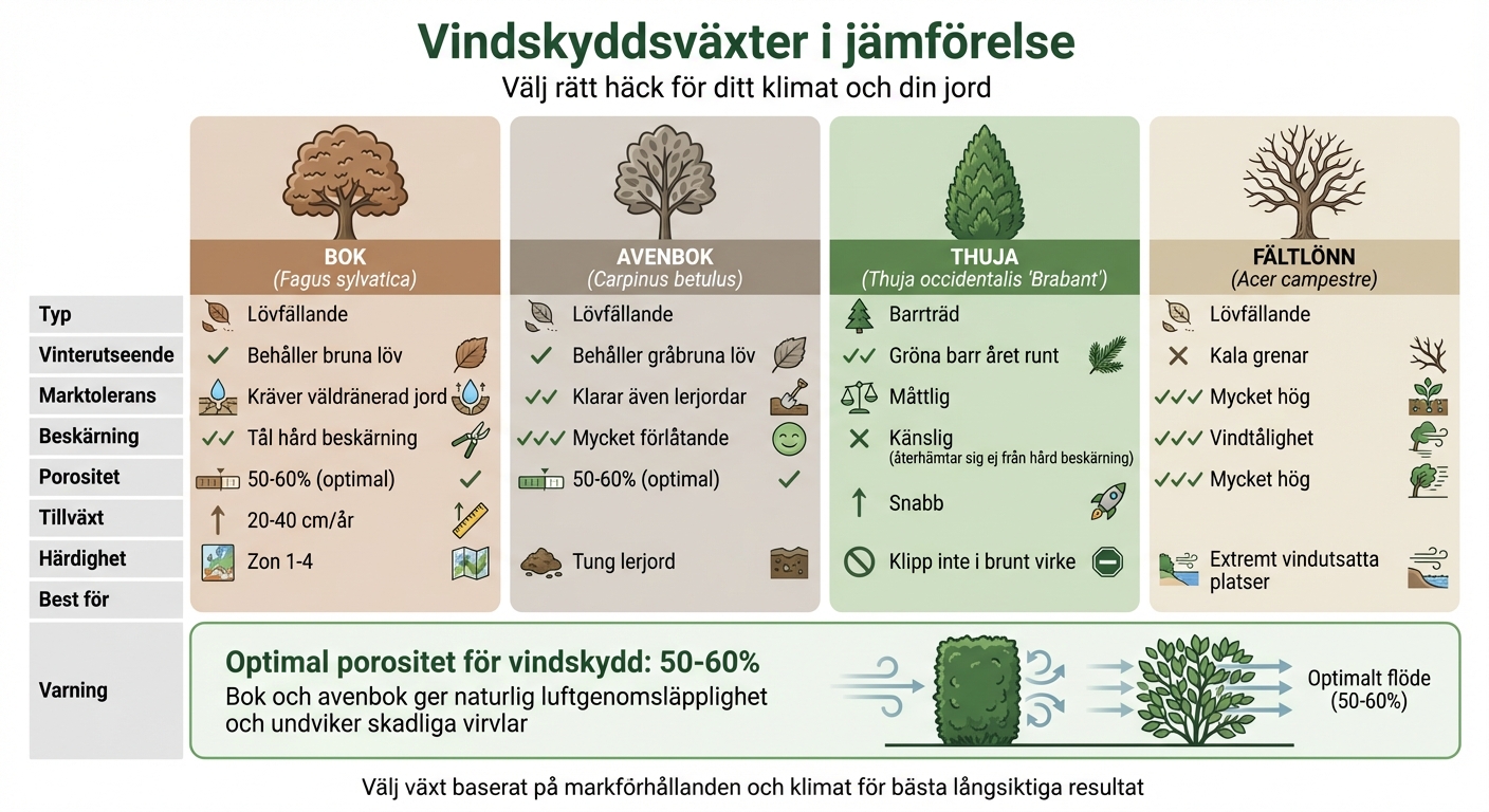 Jämförelse av vindskyddsväxter för svenska trädgårdar