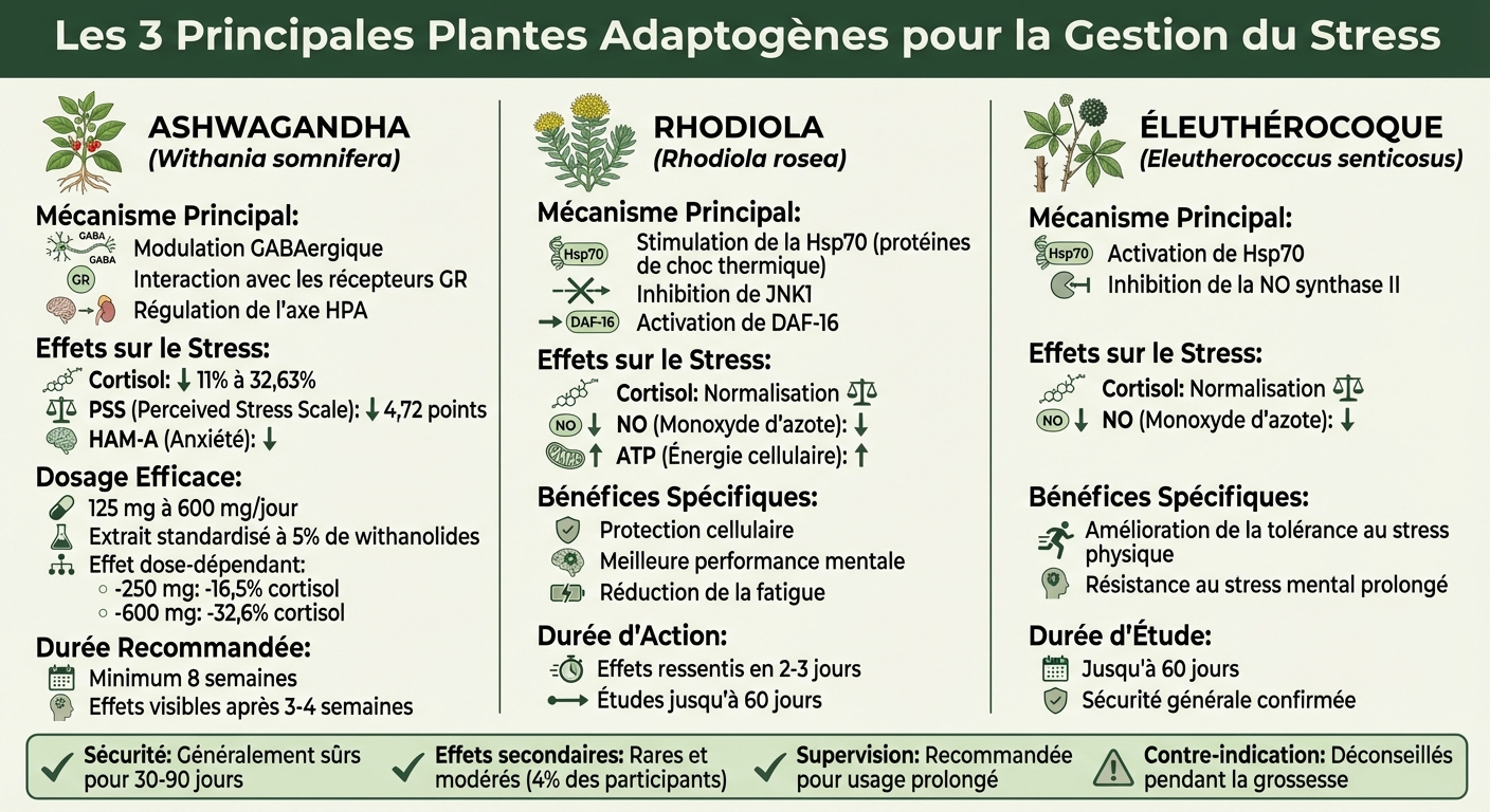 Comparaison des plantes adaptogènes : mécanismes, effets sur le cortisol et dosages recommandés