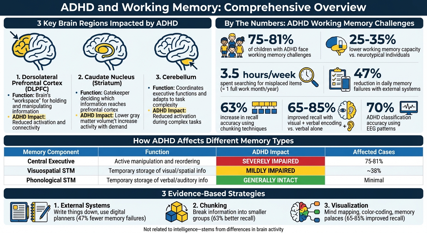 ADHD Working Memory: Brain Regions, Impacts, and Management Strategies