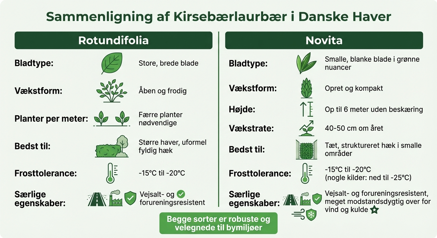 Sammenligning af kirsebærlaurbær sorter Rotundifolia og Novita