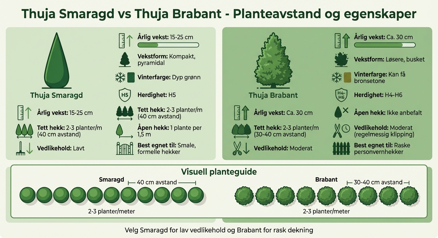 Planteavstand for Thuja Smaragd vs Brabant - Sammenligning