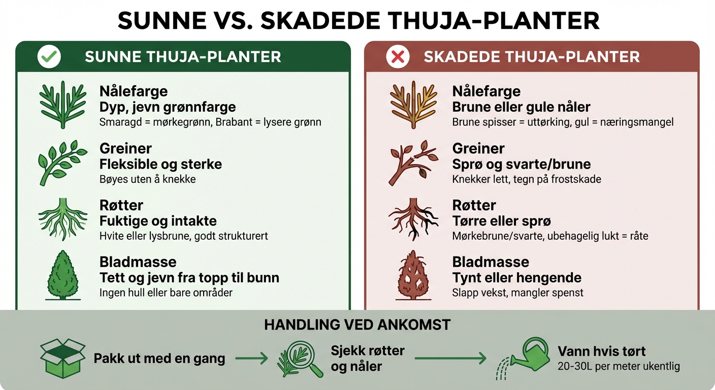 Forskjellen mellom sunne og skadede thuja-planter - visuell guide