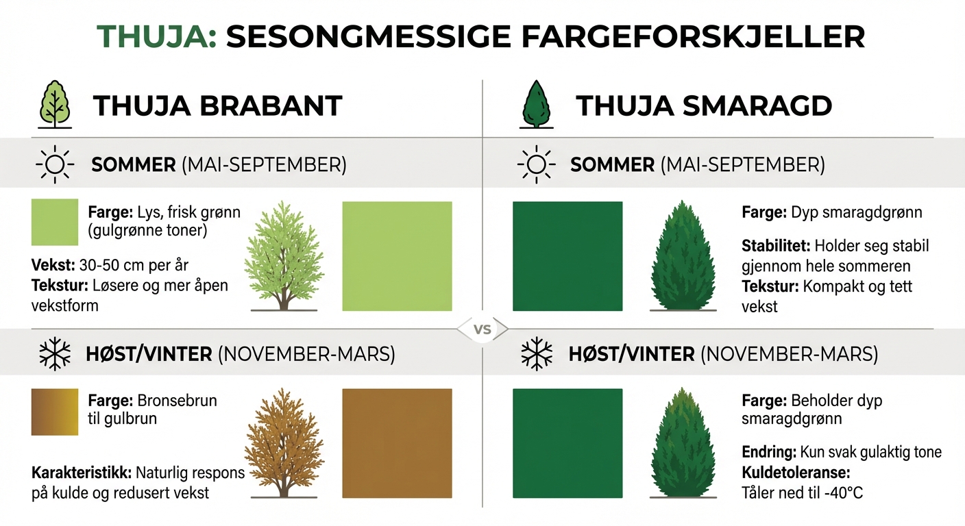 Thuja Brabant vs Smaragd fargesammenligning gjennom årstidene