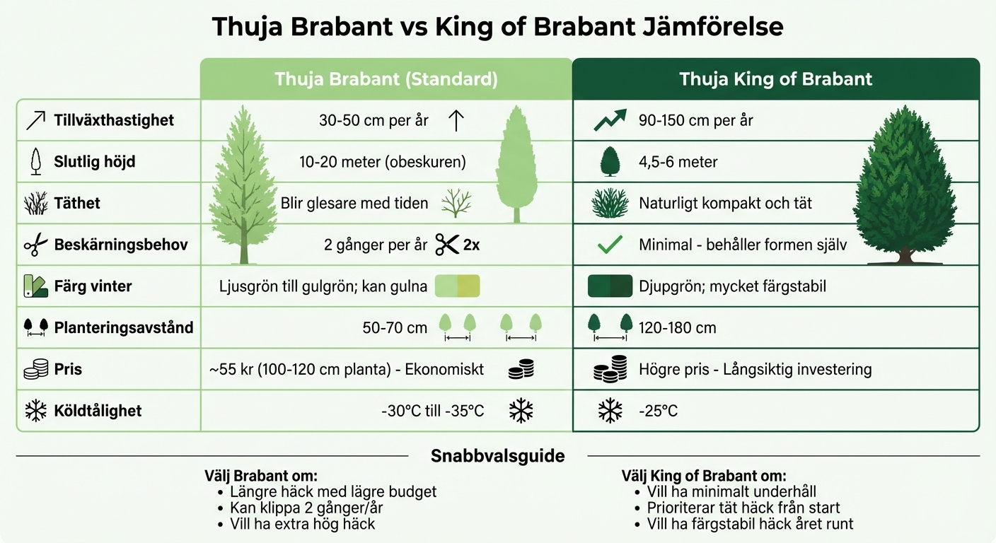 Jämförelse Thuja Brabant vs King of Brabant - Tillväxt, Skötsel och Egenskaper