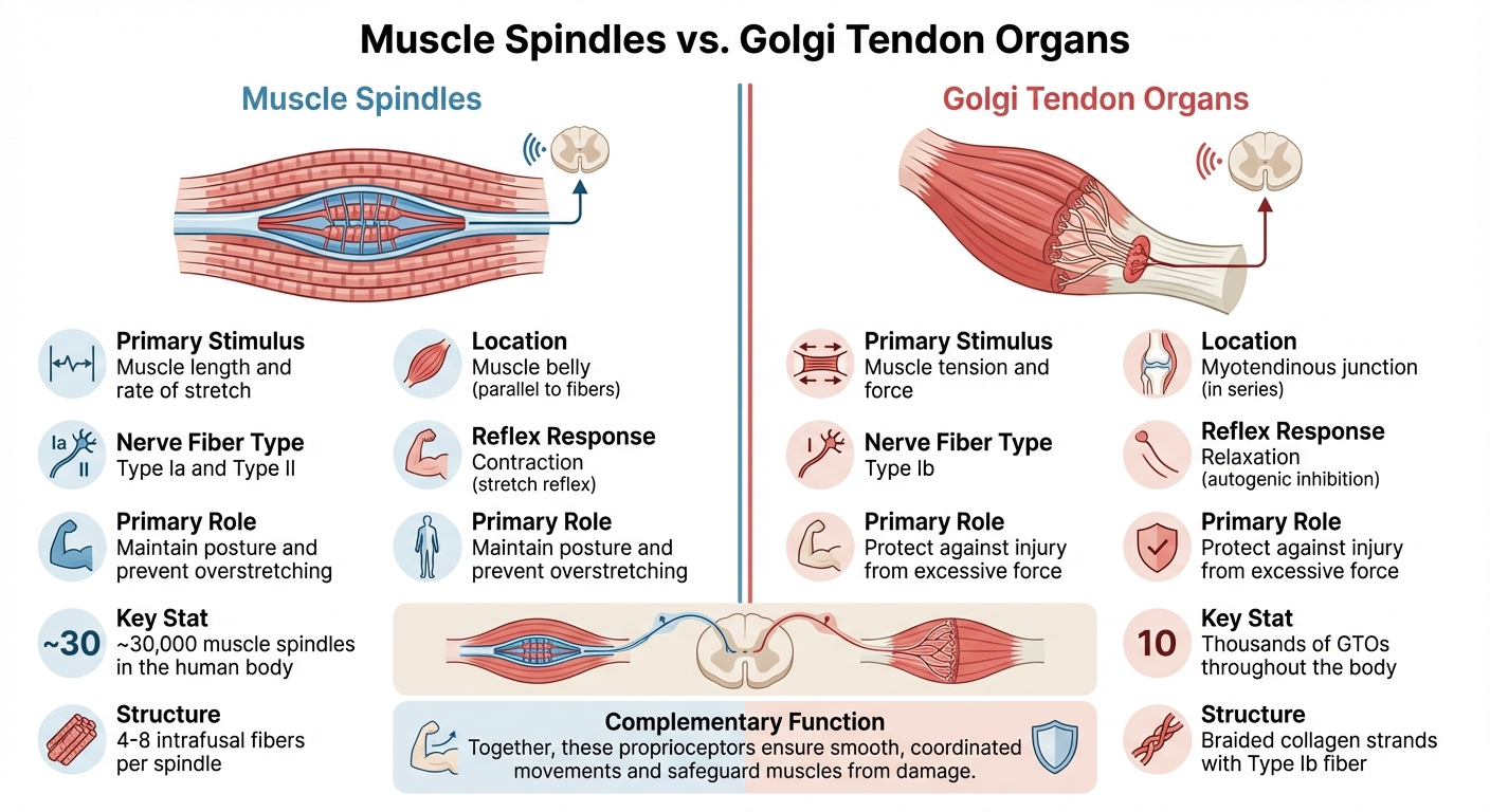 Muscle Spindles vs Golgi Tendon Organs: Key Differences in Proprioception