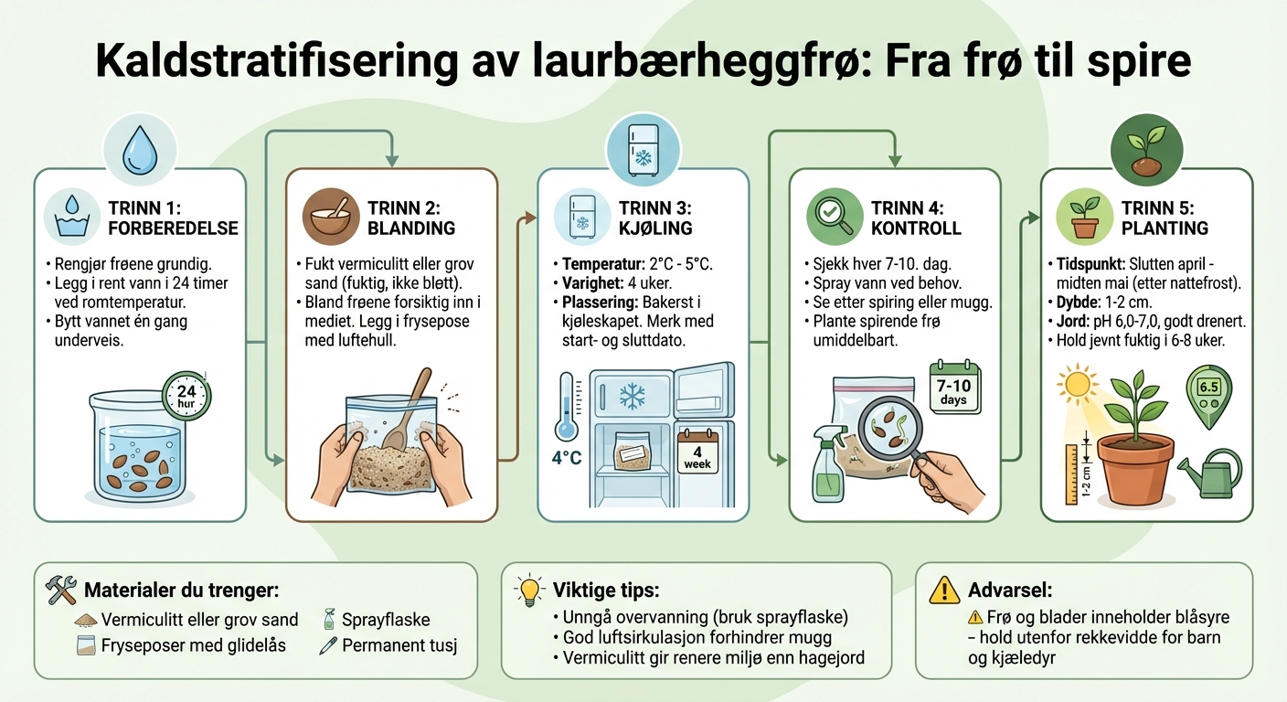 Kaldstratifisering av laurbærheggfrø: 4-ukers prosess steg for steg